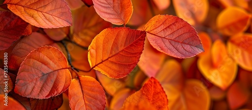 A close-up of vibrant orange leaves on a deciduous tree s twig  showcasing a beautiful display of tints and shades in a natural landscape setting.