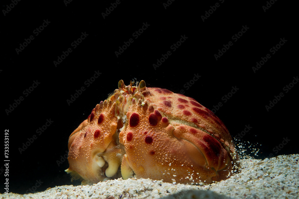 Box crab (Calappa granulata) is a marine crustacean native to Mediterranean Sea. Alghero, Sardinia, Italy