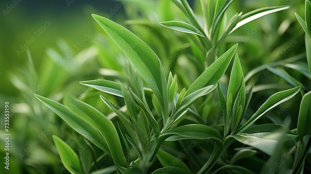 Tarragon close-up, Hyper Real Tarragon close-up, Hyper Real