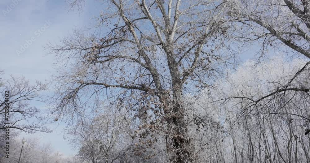 Winter Trees Through Asphalt Roads Near Galati, Romania. Tilt-up Shot Winter Trees Through Asphalt Roads Near Galati, Romania. Tilt-up Shot