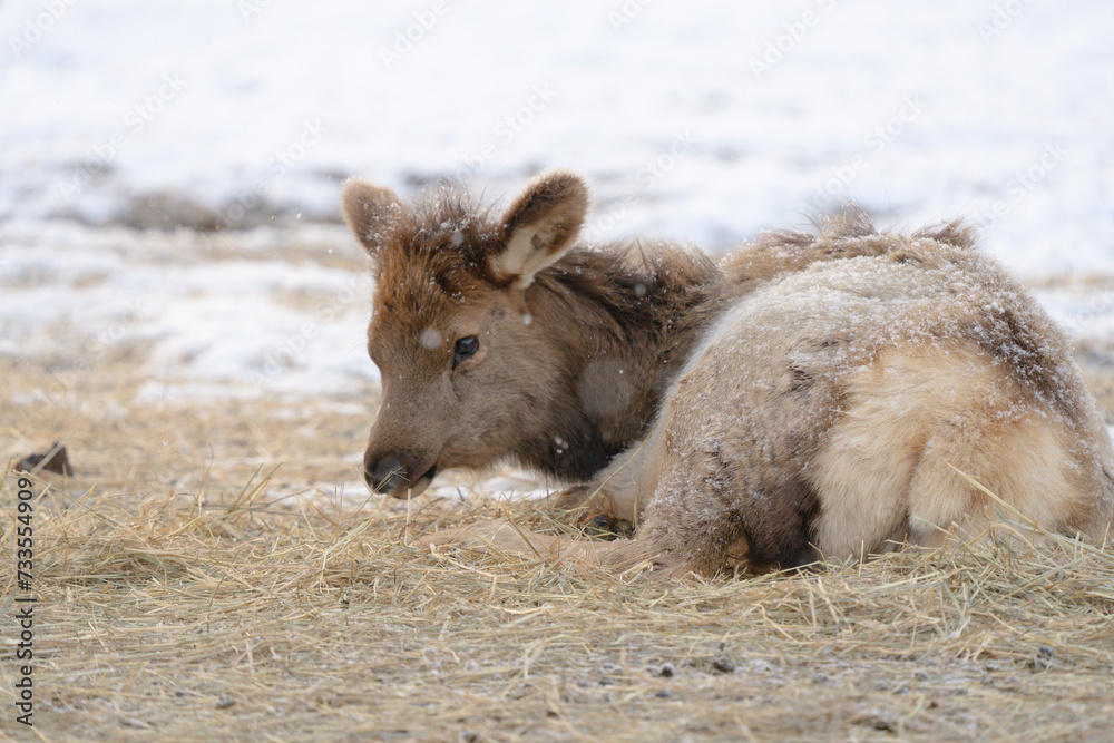 Fototapeta premium baby elk laying on ground in winter