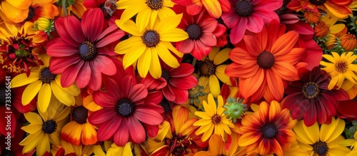 Vibrant Flowers in Colors Highlighting Stunning Details of Red and Yellow Blooms