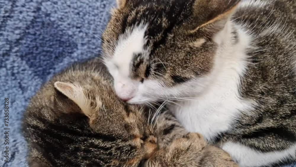 Kitten licks the fur of his partner. Close up portrait of two domestic cats caring for each other. Beautiful and romantic scene with lovely pets couple Kitten licks the fur of his partner. Close up portrait of two domestic cats caring for each other. Beautiful and romantic scene with lovely pets couple