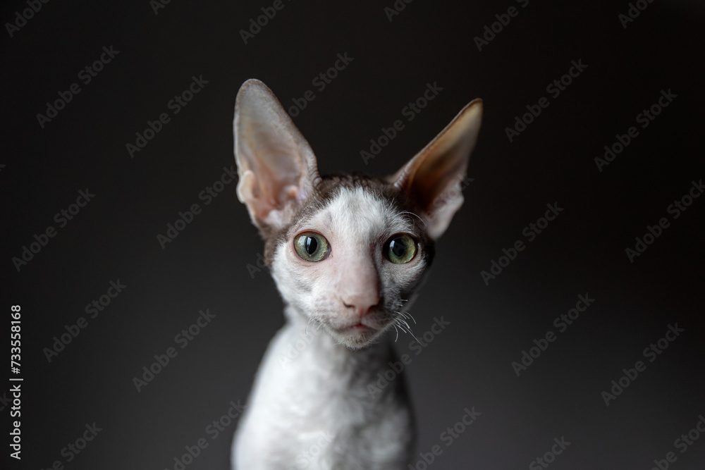 Portrait of a purebred cornish rex cat on a dark background