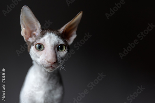 Portrait of a Cornish Rex cat on a dark background