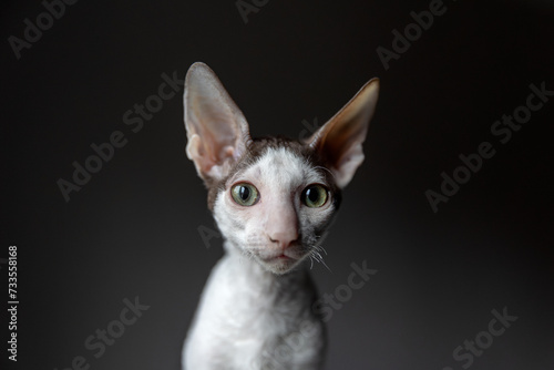 Portrait of a purebred cornish rex cat on a dark background