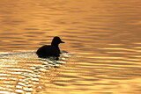 Pochaed, waterfowl on calm lake in the morning sunlight
