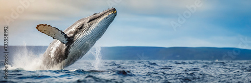 Humpback whale splashing out of the water © Mariusz Blach