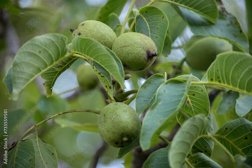 Nueces en las ramas del nogal Nueces en las ramas del nogal