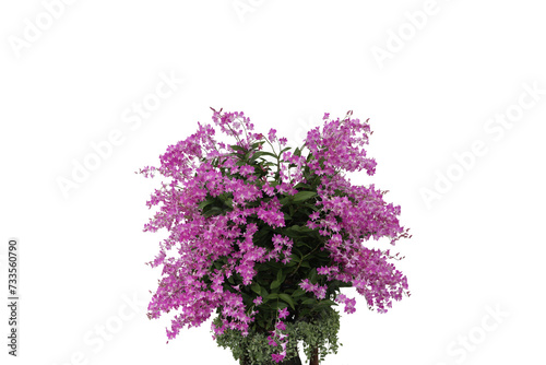 Image of many purple orchid flowers isolated on transparent background png file.