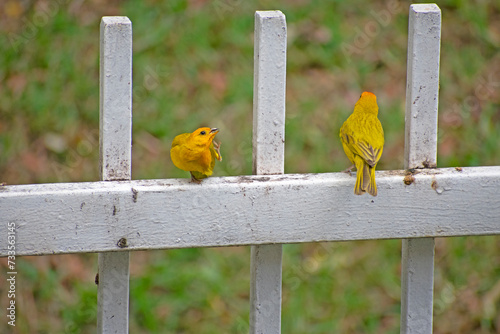 couple on a fence