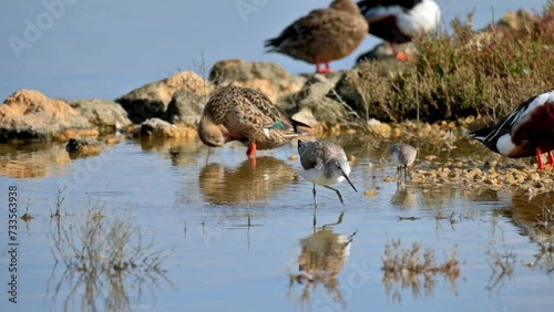 A group of birds by the water with reflections and rocks around, (Spatula clypeata), (Recurvirostra avosetta), (Tringa Nebularia) Foraging for Food with Flock of Birds in Background, in natural parck photo