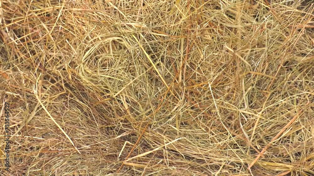 Dry straw collected in bales, harvesting hay and straw for the winter close-up. dry mown grass and green grass growing in summer, close-up of fresh and dry grass Dry straw collected in bales, harvesting hay and straw for the winter close-up. dry mown grass and green grass growing in summer, close-up of fresh and dry grass