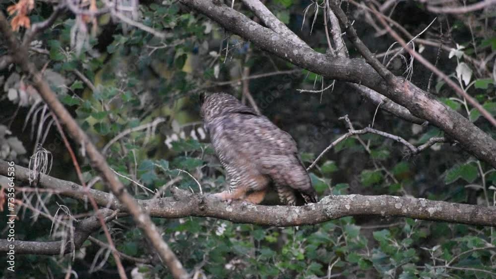 Adult free-ranging Virginia eagle owl (Bubo virginianus) shakes itself in the Bosques de Palermo park in the city of Buenos Aires, Argentina, South America Adult free-ranging Virginia eagle owl (Bubo virginianus) shakes itself in the Bosques de Palermo park in the city of Buenos Aires, Argentina, South America
