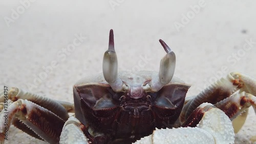 Close-up of Horned ghost crab (Ocypode ceratophthalmus), front view, on white sand against the surf of a beautiful turquoise sea. photo