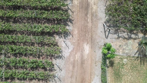 Top down aerial groundplan of road with truck parked on dirtroad between vineyard fields in  Pizco, Peru. photo
