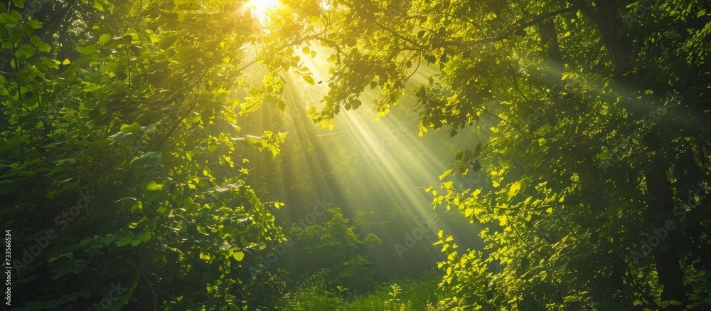 Serene Summer Vibes: Sunny Rays Streaming Through Lush Trees on a Sunny Summer Day