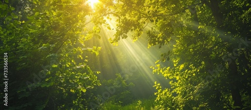 Serene Summer Vibes  Sunny Rays Streaming Through Lush Trees on a Sunny Summer Day