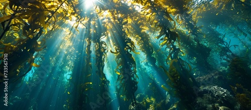 Monterey Bay receives abundant sunlight through the kelp forest canopy, which is a crucial habitat that sustains rapid growth of giant kelp. photo