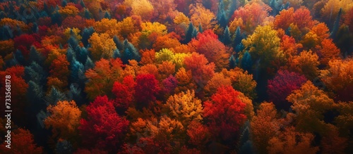 Vibrant Autumn Colors Transform the Forest into a Breathtaking Fall Scene in the Countryside
