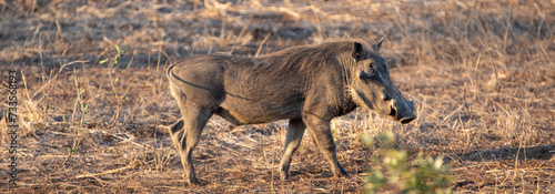 Common warthog walking during golden hour in sub Saharan Africa photo
