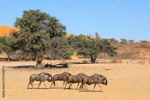 Blue wildebeest (Connochaetes taurinus) walking in a dry riverbed, Kalahari desert, South Africa.