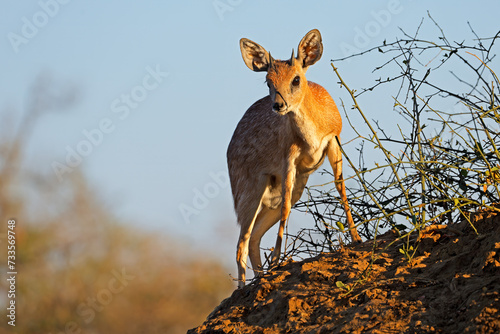 A male Sharps grysbok (Raphicerus sharpei) in natural habitat, Kruger National Park, South Africa.