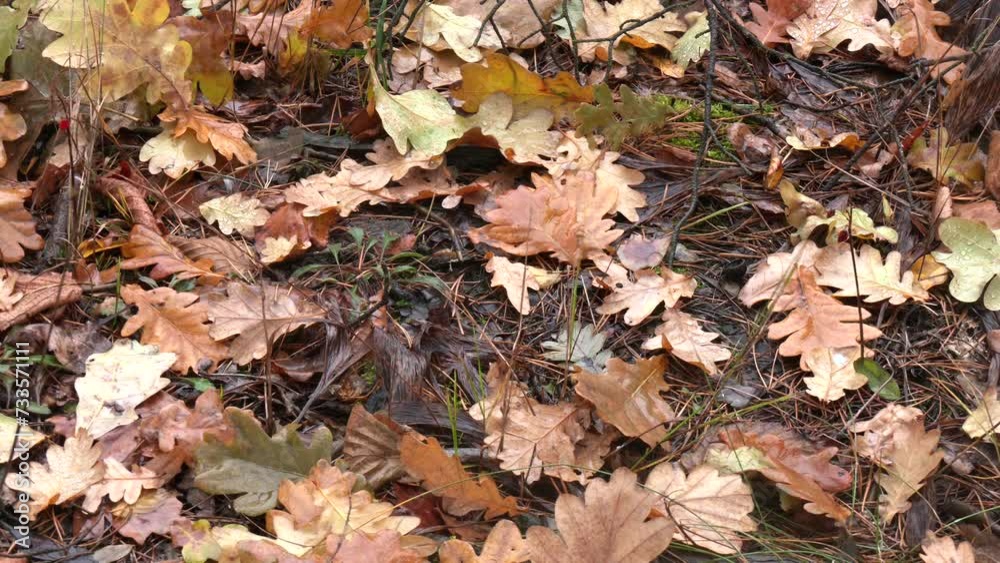 Carpet of fallen colorful autumn leaves. Yellow and brown leaves lying on the ground. Carpet of fallen colorful autumn leaves. Yellow and brown leaves lying on the ground.