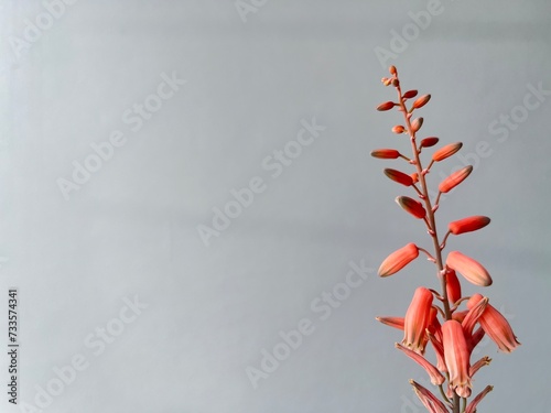 red and yellow flower of cactus with a gray background
