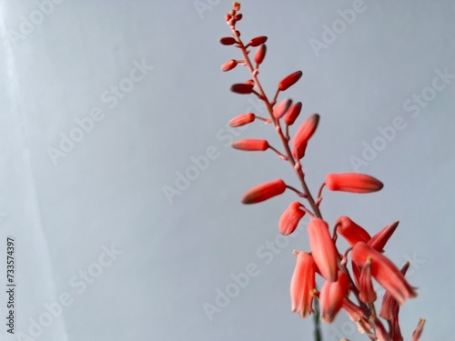 red leaves on a tree