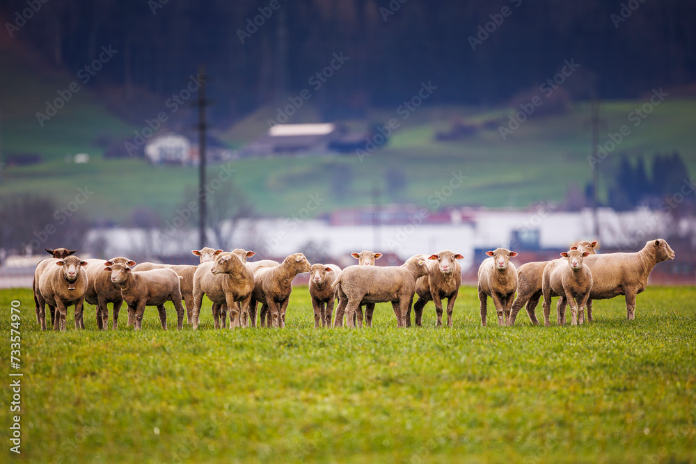 herd of sheep in winter, no snow in Dezember