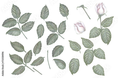 Watercolor vintage set of white roses, green leaves, lilac, eucalyptus in a pastel color for wedding, Women's Day, Valentine's Day, template, clipart, wallpaper, scrapbook © el_suhova