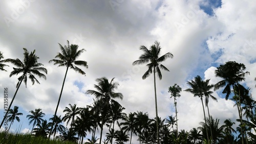 Low angle view of palm trees against cloudy sky © Wahjoekris