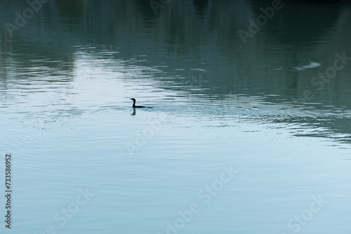 cormorant swimming on water. waterfowl. Phalacrocorax carbo.