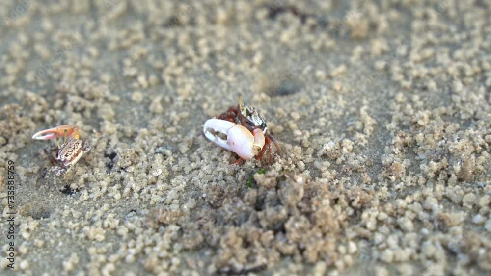 Close up shot of marine wildlife, male fiddler crab, austruca annulipes with asymmetric claws, foraging and sipping on the minerals on the sandy beach during low tide period. Close up shot of marine wildlife, male fiddler crab, austruca annulipes with asymmetric claws, foraging and sipping on the minerals on the sandy beach during low tide period.