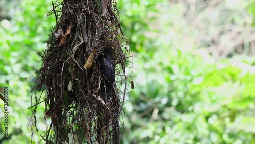 Hanging nest swinging then a parent bird arrives to bring food, Dusky Broadbill Corydon sumatranus, Thailand photo