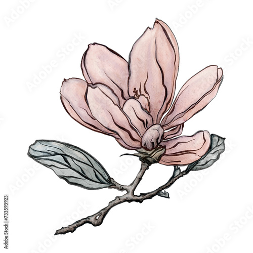 Magnolia flowers and leaves. Hand drawn watercolor drawing. Pink, beige, design for packaging and greeting cards.