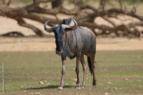 Blue wildebeest, common wildebeest, white-bearded gnu or brindled gnu - Connochaetes taurinus on grass with dead tree in background. Photo from Kgalagadi Transfrontier Park in South Africa.