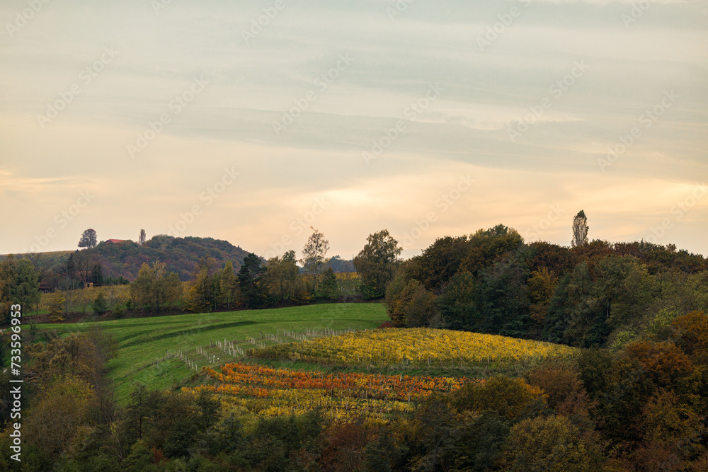 Vineyard on a hill with yellow autumn leaves and a forest
