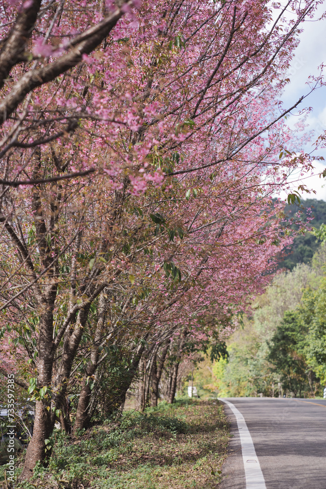 travel in nature concept with pink cherry blossom tree and country road in springtime season