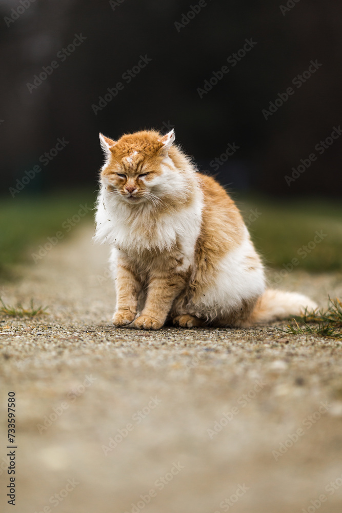 A domestic cat sitting outdoors A domestic cat sitting outdoors
