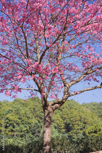 travel in nature concept with pink cherry blossom tree and clear sky in springtime season