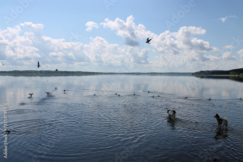 Stray dogs hunt birds in shallow water in a lake in the city of Sebezh. Pskov region, Russia. photo