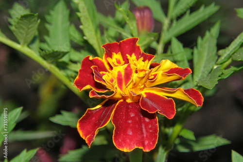 Red yellow marigold flower close up. Leningrad region, Russia.