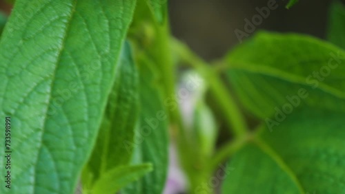 Sesamum orientale plant with flowers and leaf, close up shot of Sesame Seeds plant (Sesamum indicum)