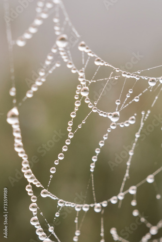 Gotas de lluvia en una tela de araña