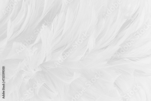 Beautiful white grey bird feathers pattern texture background.