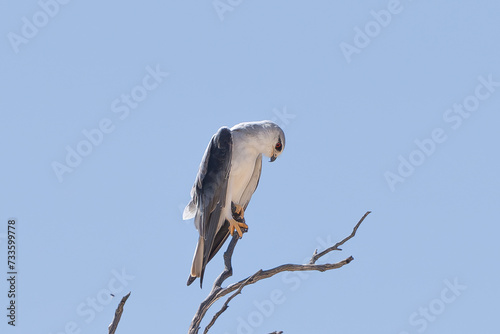 Black-winged kite, black-shouldered kite - Elanus caeruleus perched with blue sky in background. Photo from Kgalagadi Transfrontier Park in South Africa.	