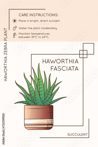 Vector illustration of potted haworthia fasciata. Infographics about indoor plant of haworthia zebra plant for brochure or poster. Flower shop, home garden concept.