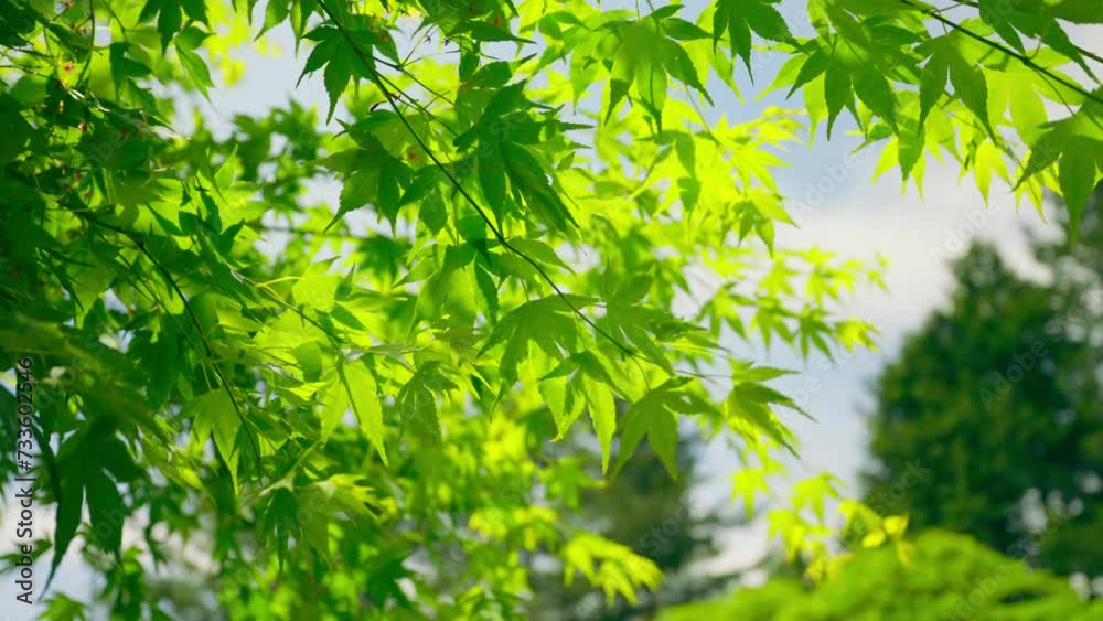 Slow motion sakura branches leaves with light breeze in spring, on a sunny day Slow motion sakura branches leaves with light breeze in spring, on a sunny day